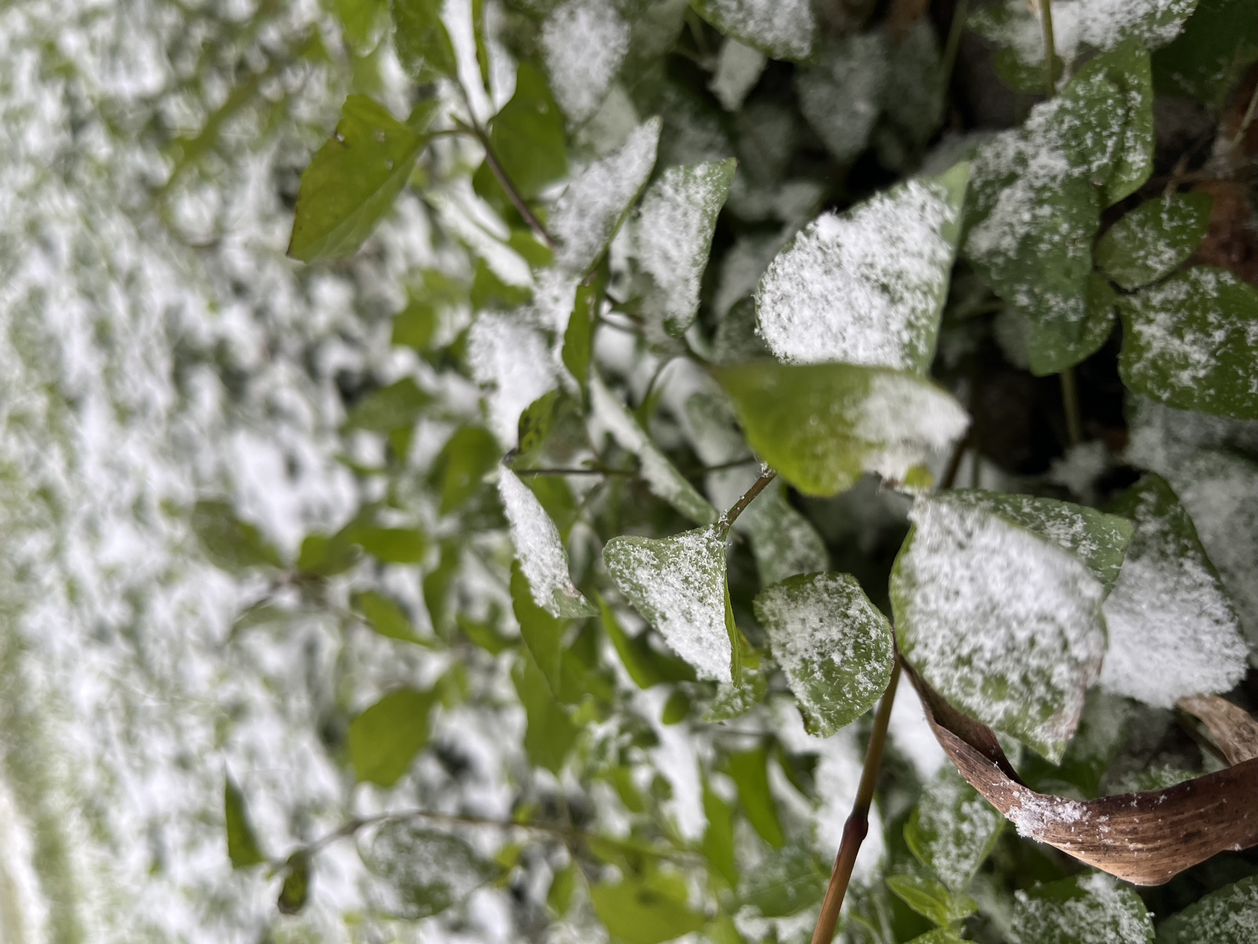 close-up of leaves with snow on them