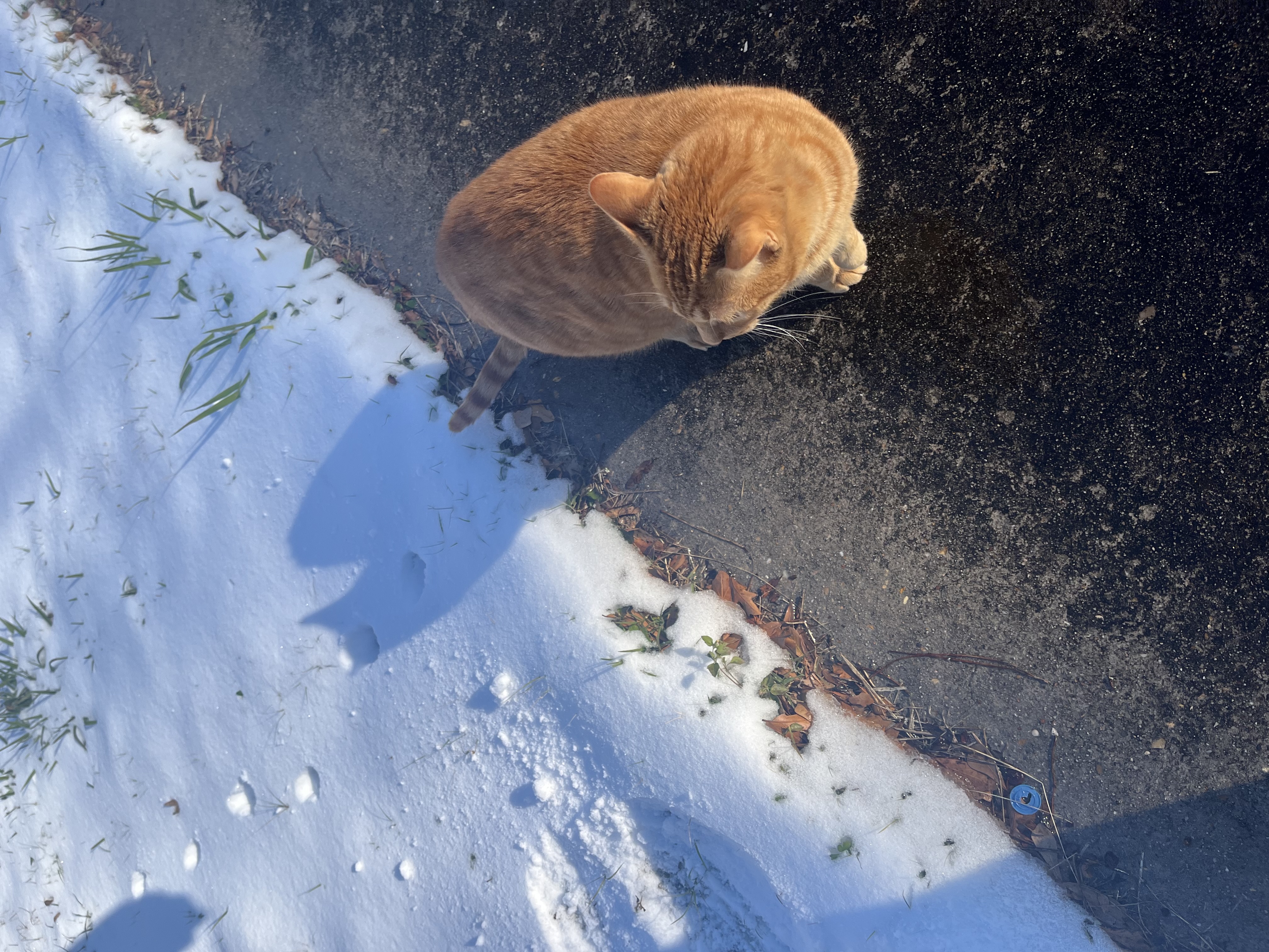 our orange cat, Phil, looking back at his snow tracks