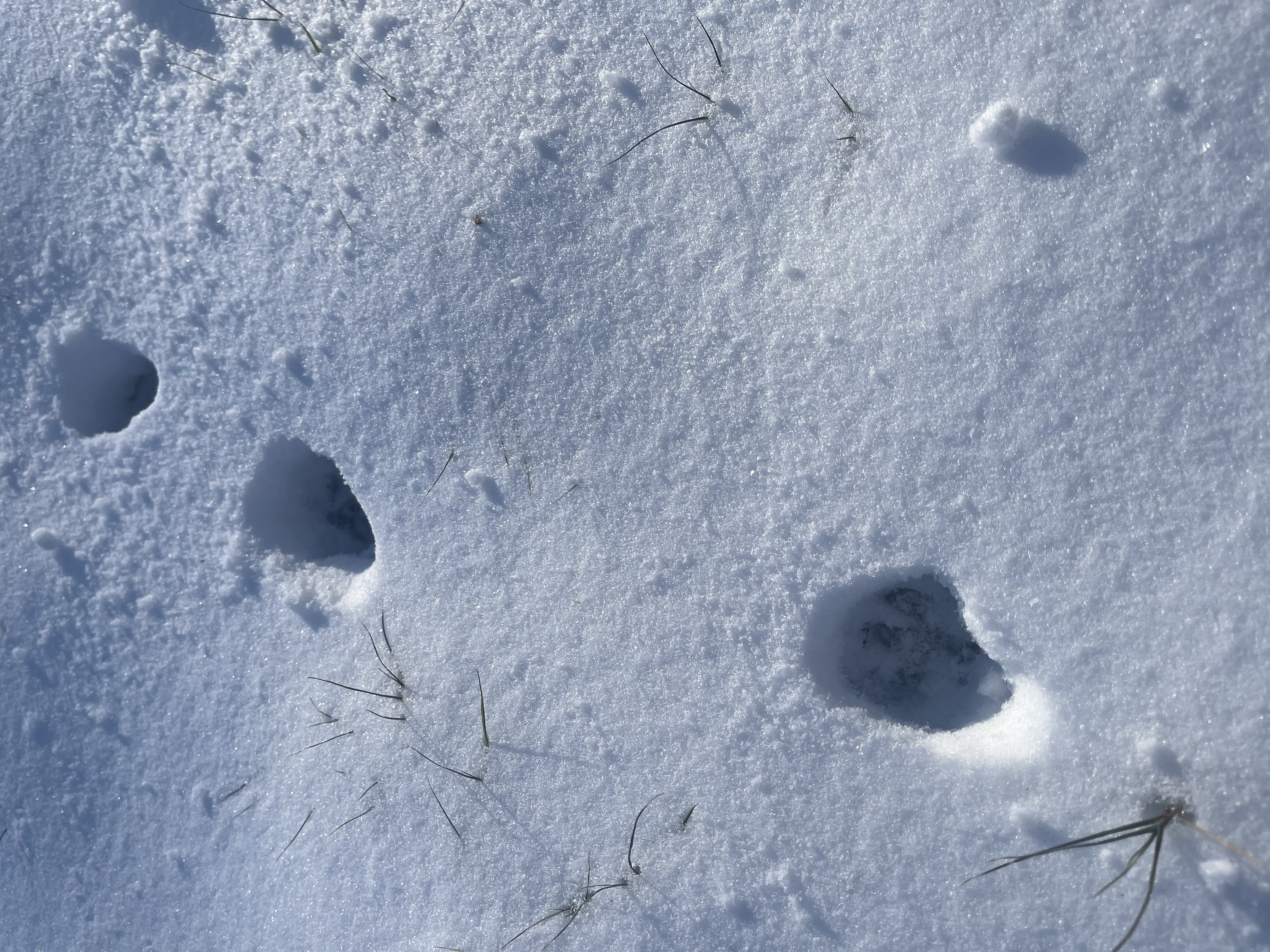 close-up of Phil's tracks